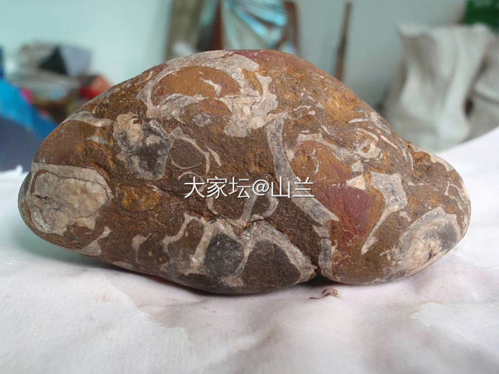 远古鱼类粪便化石_化石