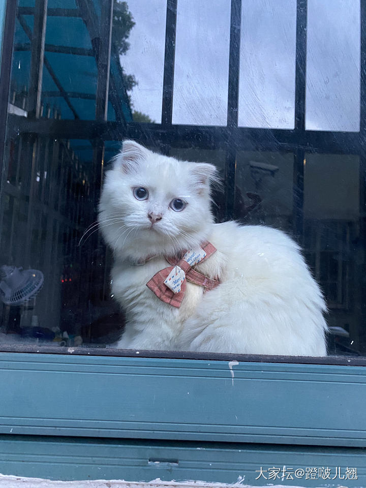 水红包隔壁一楼的小白猫_猫