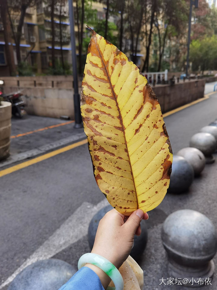 上班路上捡到一片好大的树叶_闲聊