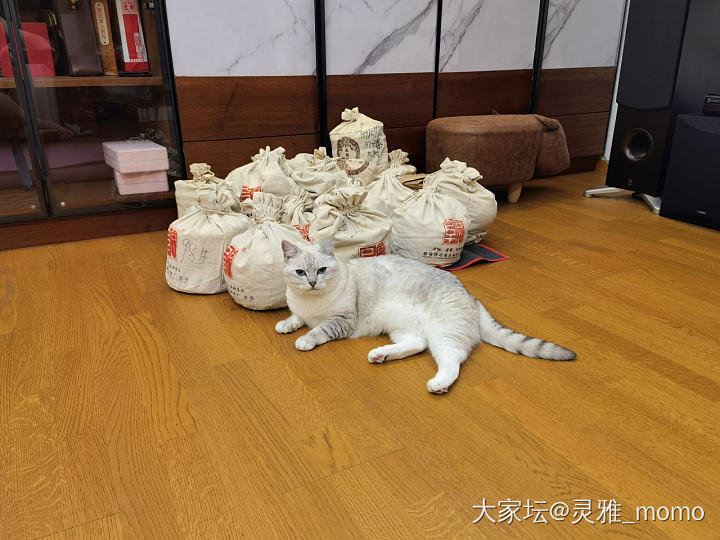 财迷小猫咪_猫宠物茶叶