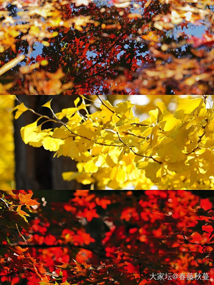 秋天啦，突然翻出去年的照片，北京的秋真美_景色
