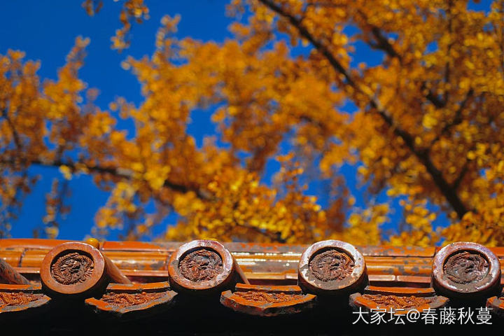 秋天啦，突然翻出去年的照片，北京的秋真美_景色