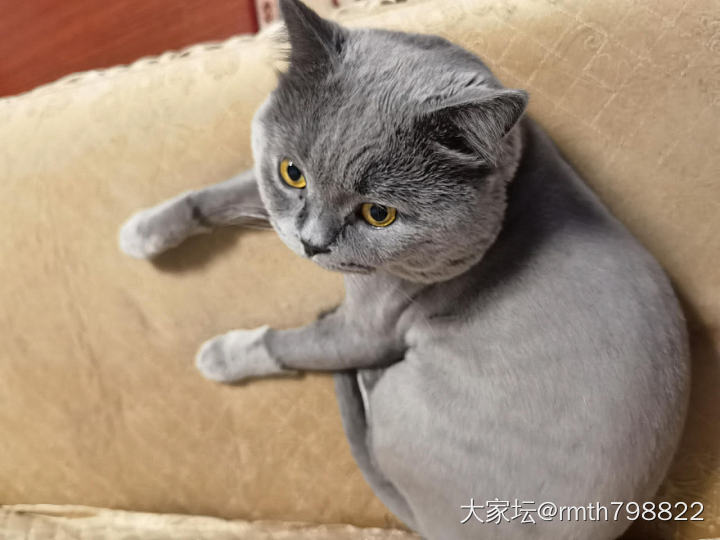 傲娇的豆包被剃了毛_猫