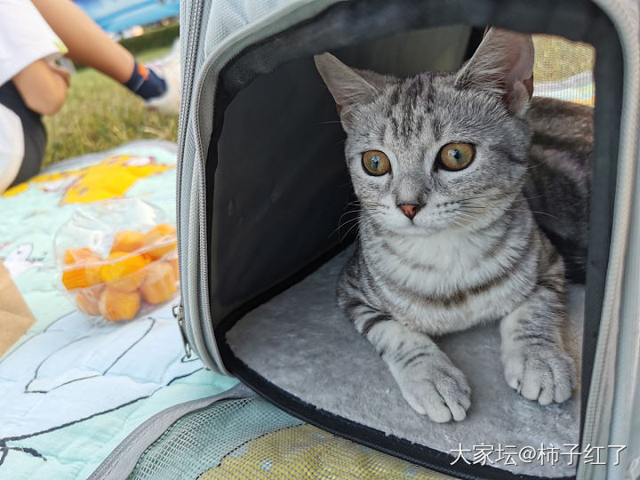 遛娃也遛猫_猫