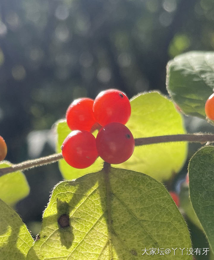 宝石_植物