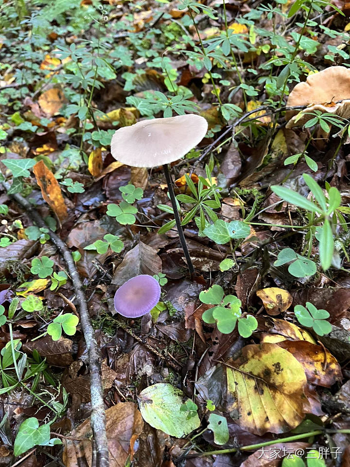 蘑菇开会
林间漫步，发现的蘑菇们都不认识，但是那个红伞伞，真的是震惊到我了，女儿...