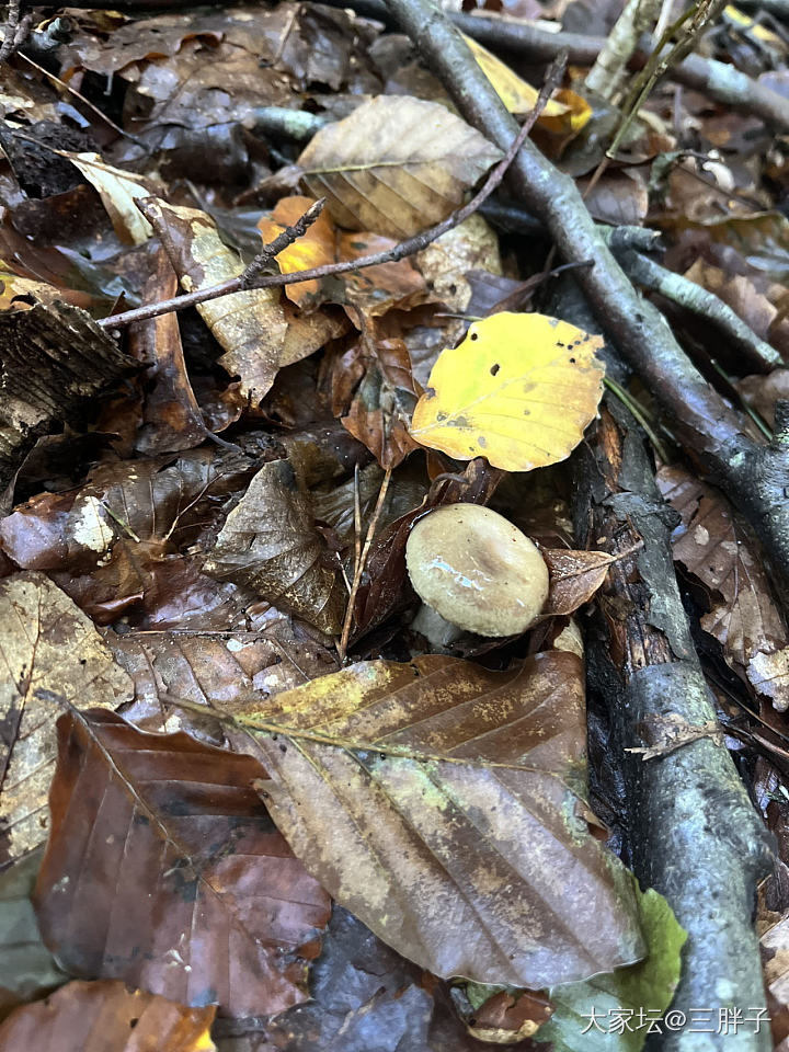 蘑菇开会
林间漫步，发现的蘑菇们都不认识，但是那个红伞伞，真的是震惊到我了，女儿...