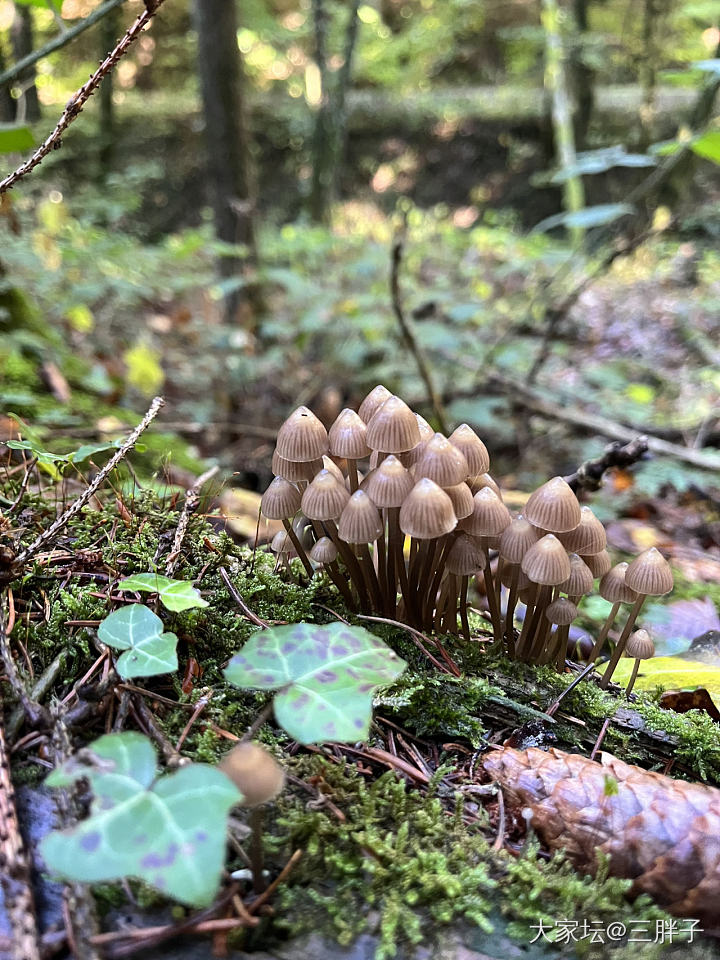 蘑菇开会
林间漫步，发现的蘑菇们都不认识，但是那个红伞伞，真的是震惊到我了，女儿...