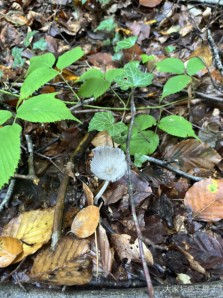 蘑菇开会
林间漫步，发现的蘑菇们都不认识，但是那个红伞伞，真的是震惊到我了，女儿...