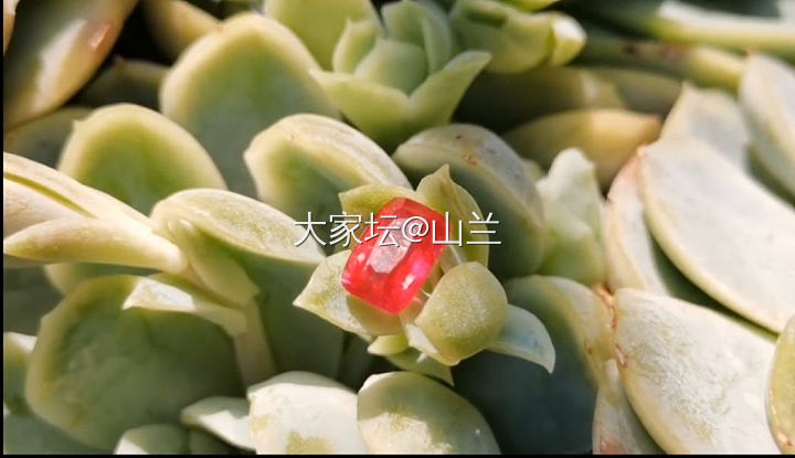 给点阳光就灿烂_红宝石