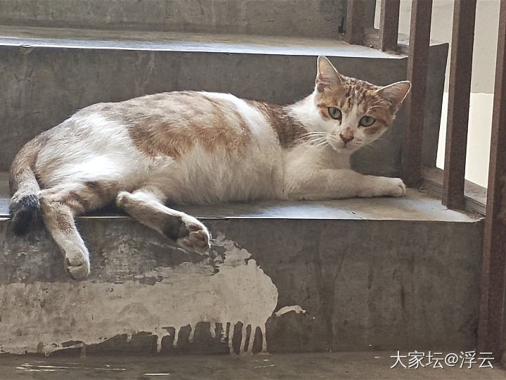 没睁开眼的猫崽，隔天就不见了

昨晚，在楼道下面一堆废纸箱旁边，看到一只有猫粮的..._猫