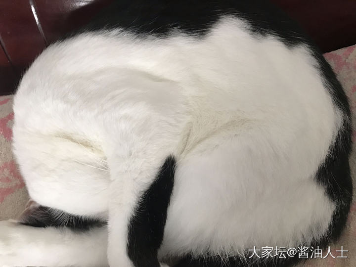 看看我家跳水运动员姿势标不标准_猫