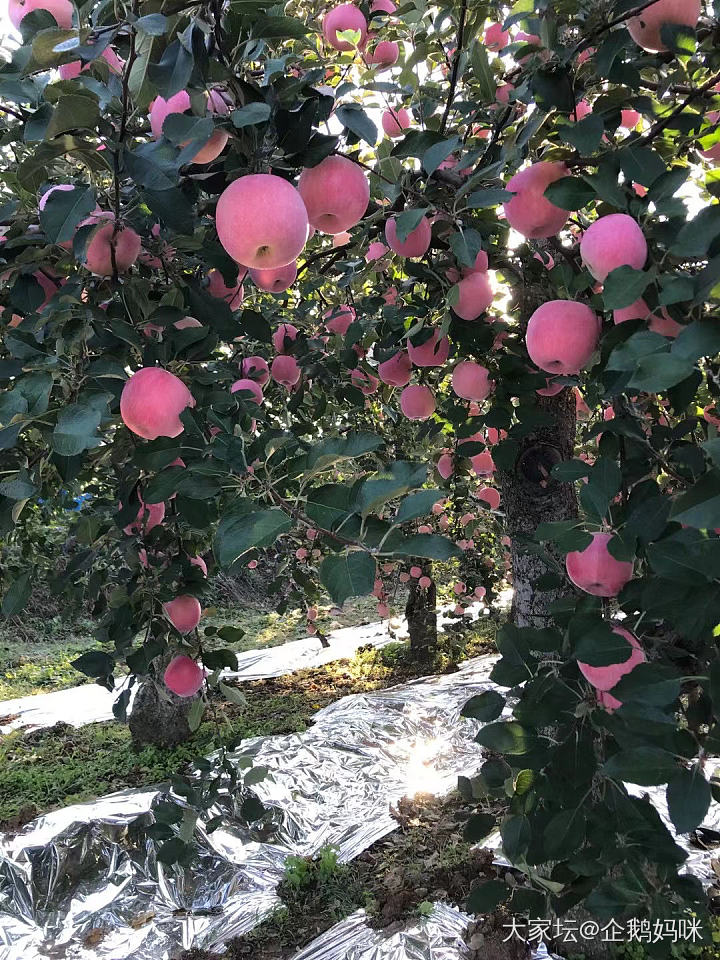 又一年🍎季～_果园闲聊