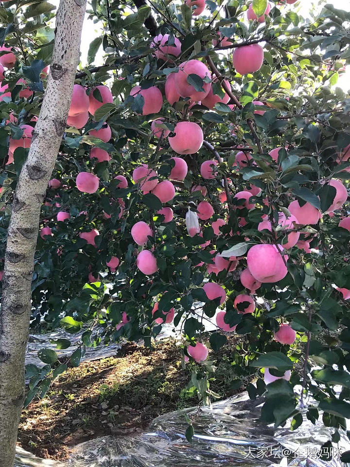 又一年🍎季～_果园闲聊