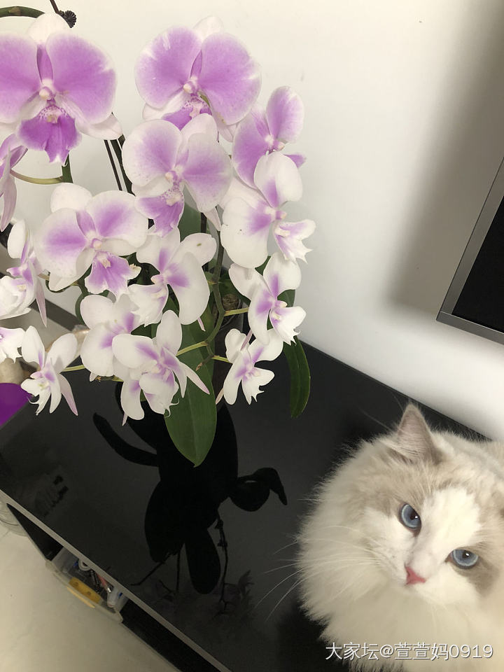 猫和花花能共存不_猫