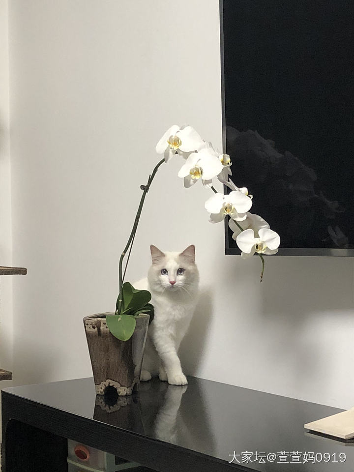 猫和花花能共存不_猫