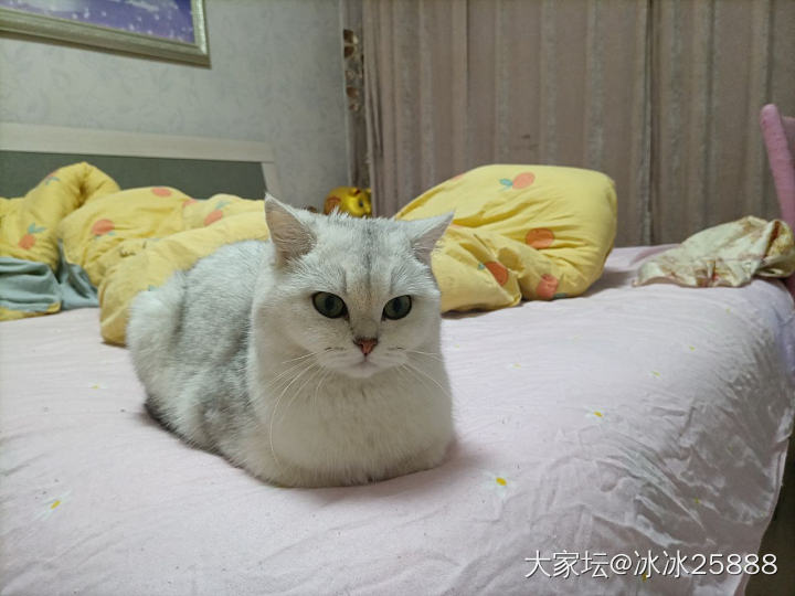 猫猫的奇怪睡姿_猫