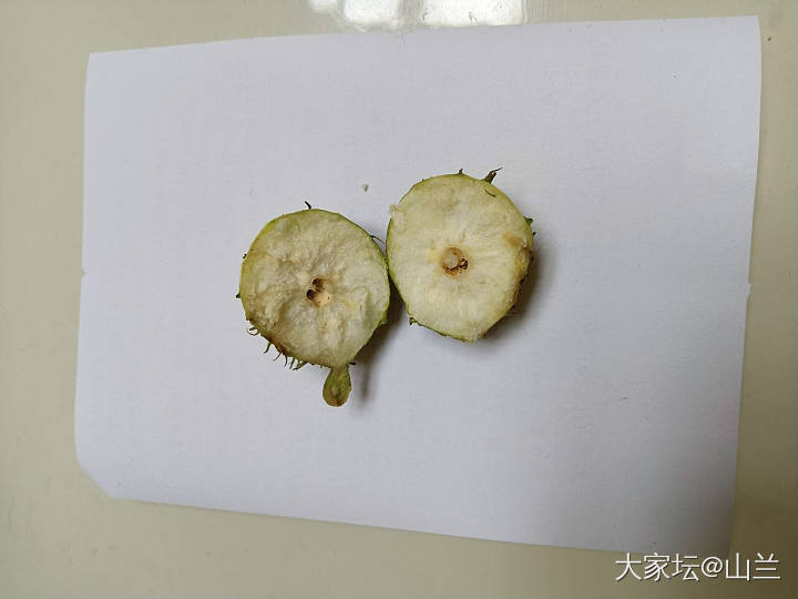 好奇：果子中心部位包裹着一条小虫子_水果