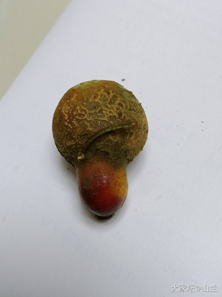 好奇：果子中心部位包裹着一条小虫子_水果