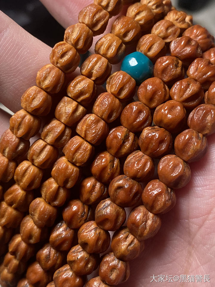 记录贴！半月有余_菩提子
