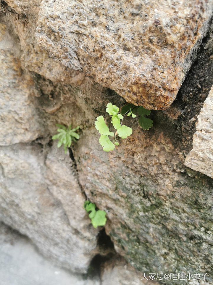 墙角小可爱_植物