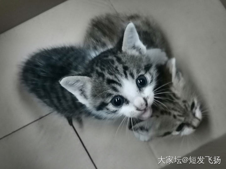 仓库有一窝流浪小猫……_猫