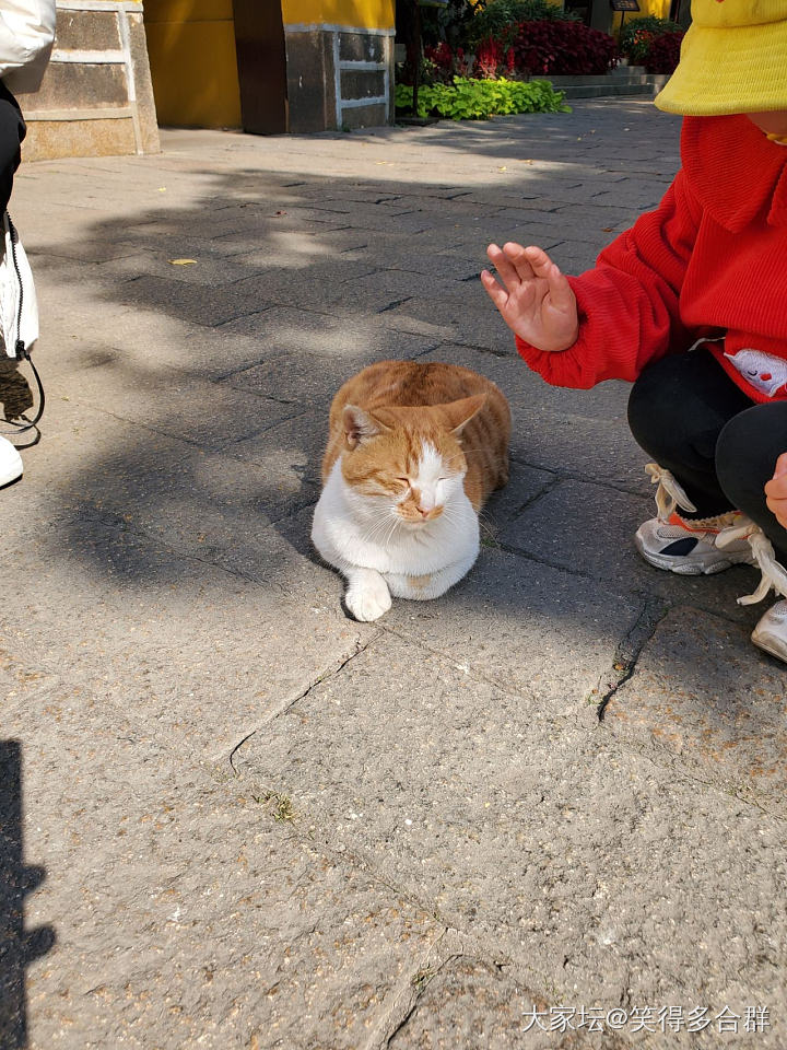 苏州西园寺的🐱_宠物