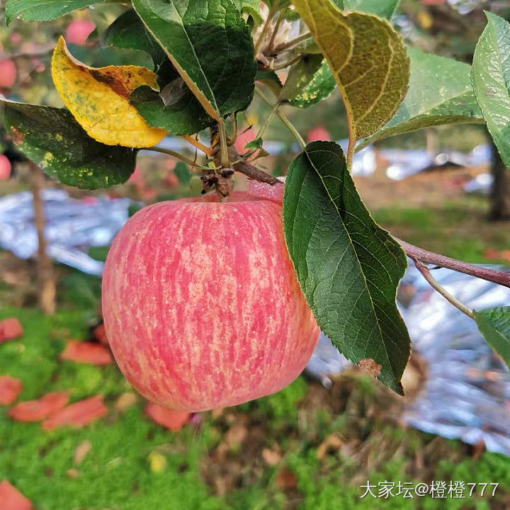 每年这个季节都能吃到最甜的苹果_水果