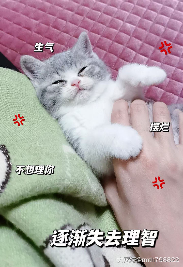 日见圆润的蓝瓜瓜_猫