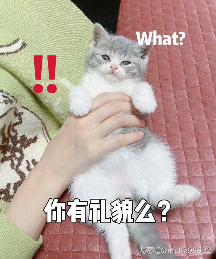 日见圆润的蓝瓜瓜_猫