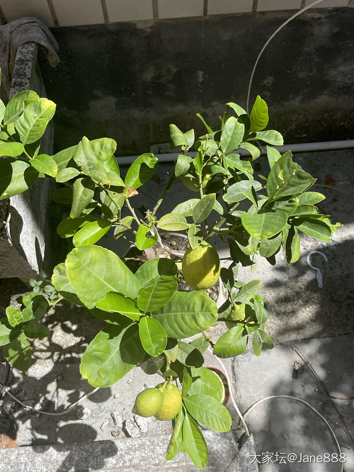 柠檬🍋快熟了_植物