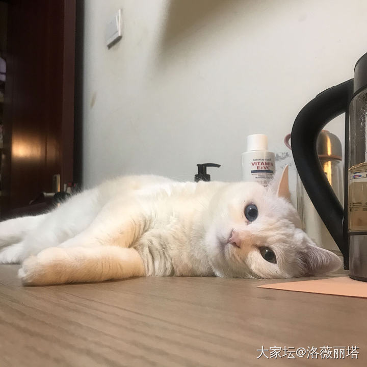 像个小菩萨😂_猫