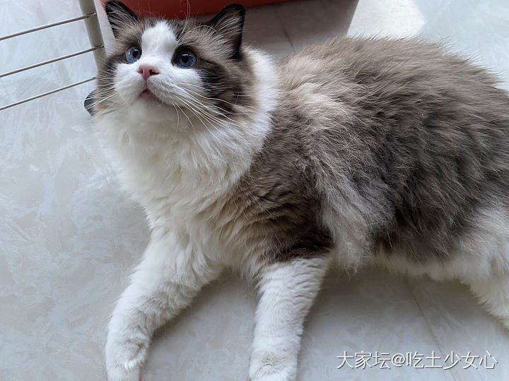 好喜欢我的崽_猫