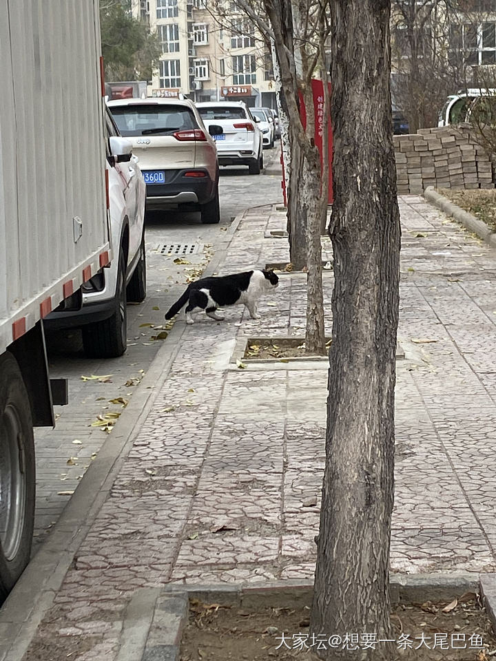 说干就干的简易版猫窝_猫