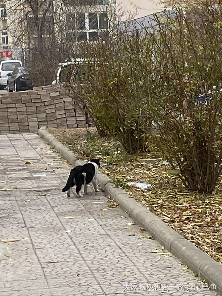 说干就干的简易版猫窝_猫