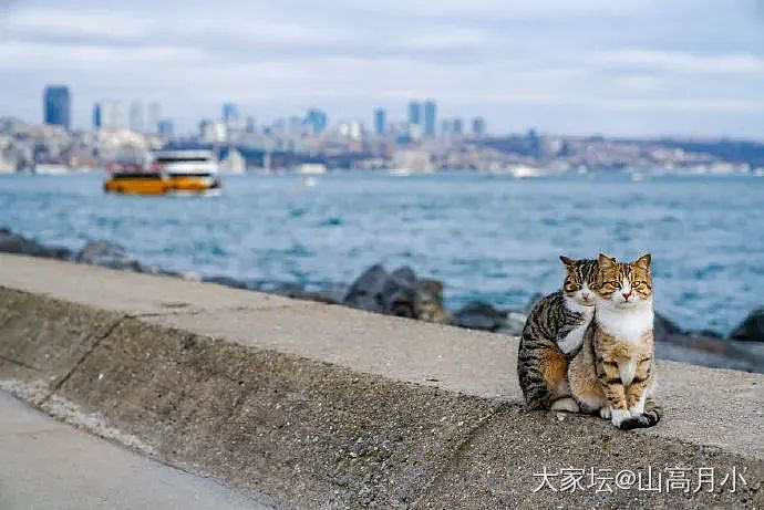 婚纱照_宠物