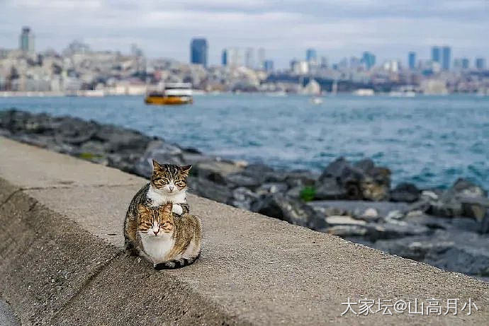 婚纱照_宠物