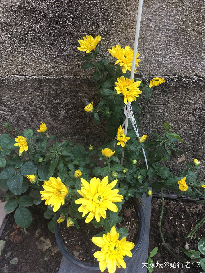 菊花花期真长_花