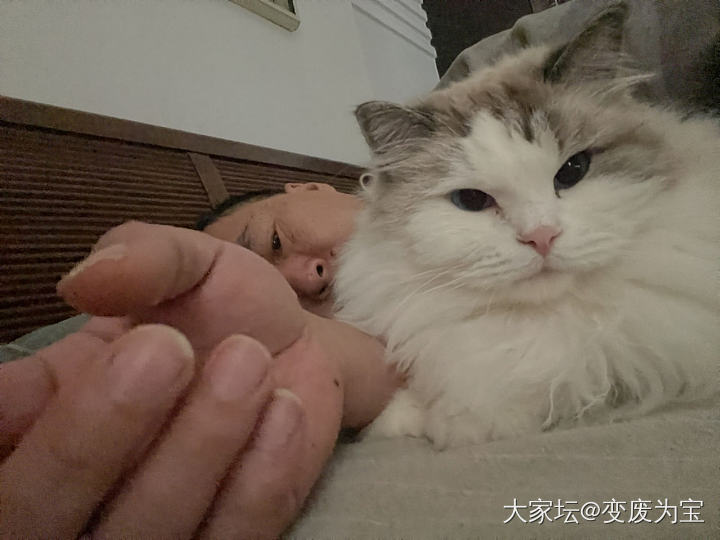 老虎最近学习辛苦了，要多吃点罐头补一补😄😺_猫