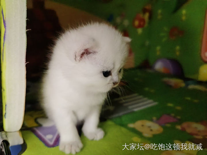 大部分的时间都用来看它们了_猫