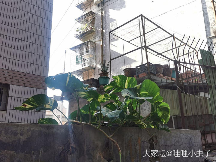 万物生长在南国_植物