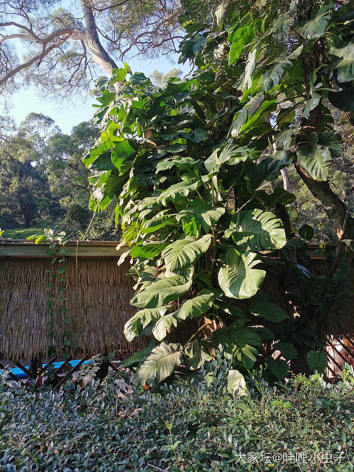 万物生长在南国_植物