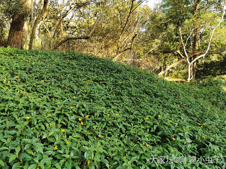 万物生长在南国_植物