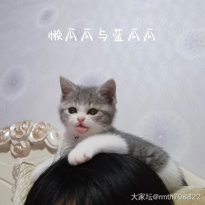 👧与🐱_猫