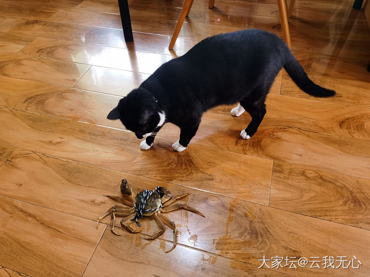 猫VS螃蟹～谁赢？_闲聊