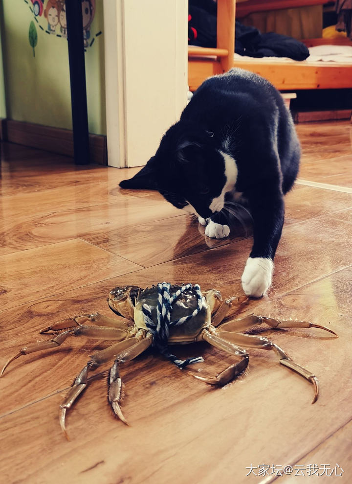 猫VS螃蟹～谁赢？_闲聊