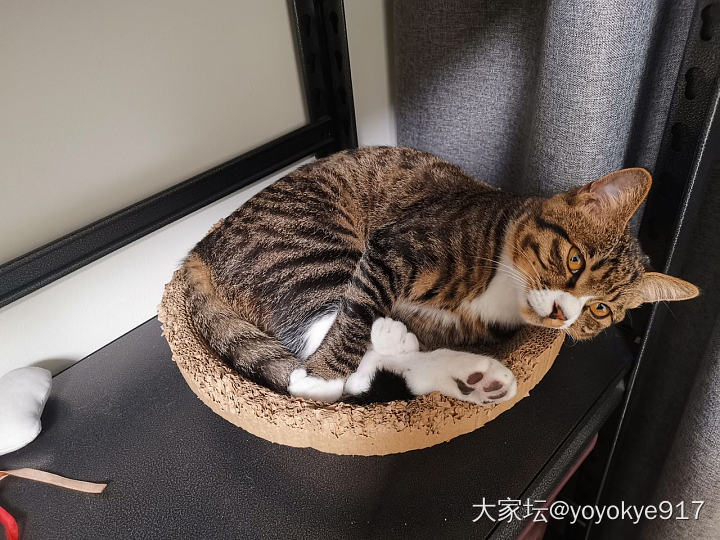 冬天来了，你们给猫🐱用什么猫窝_猫宠物