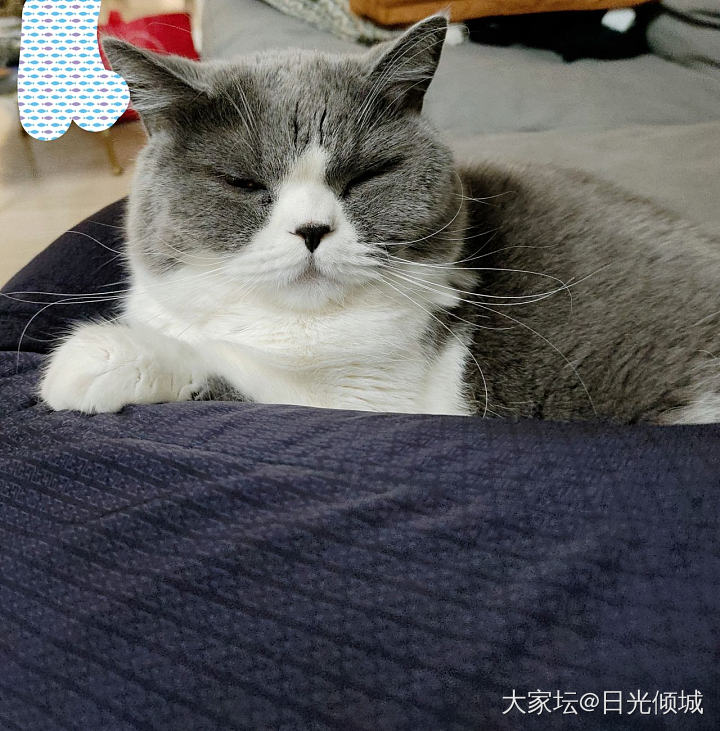 猫主子的日常_宠物大家谈