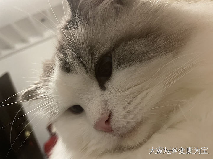 趴在我胸口上想心事_猫