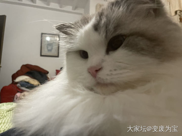 趴在我胸口上想心事_猫